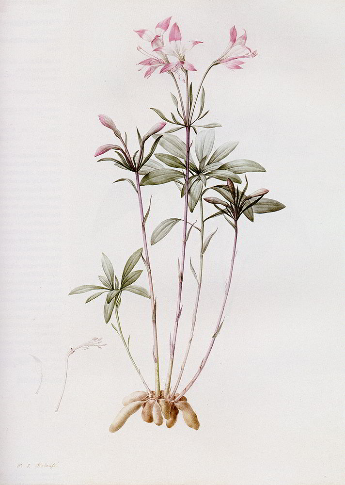 Alstroemeria Ligtu by Pierre Joseph Redoute