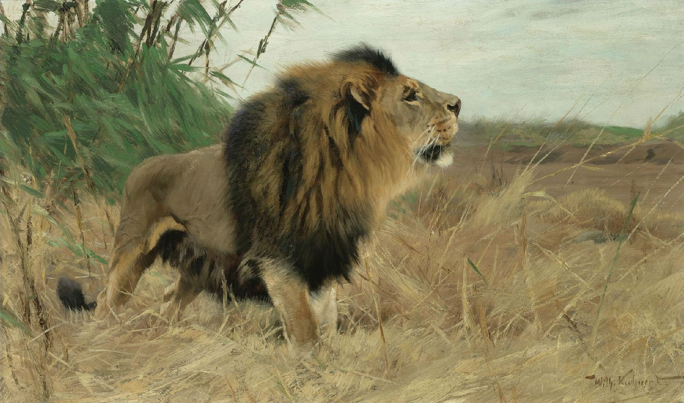 Berber Lion by Wilhelm Kuhnert
