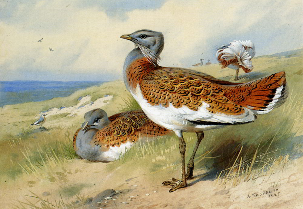 Great bustards by Archibald Thorburn-English Painting