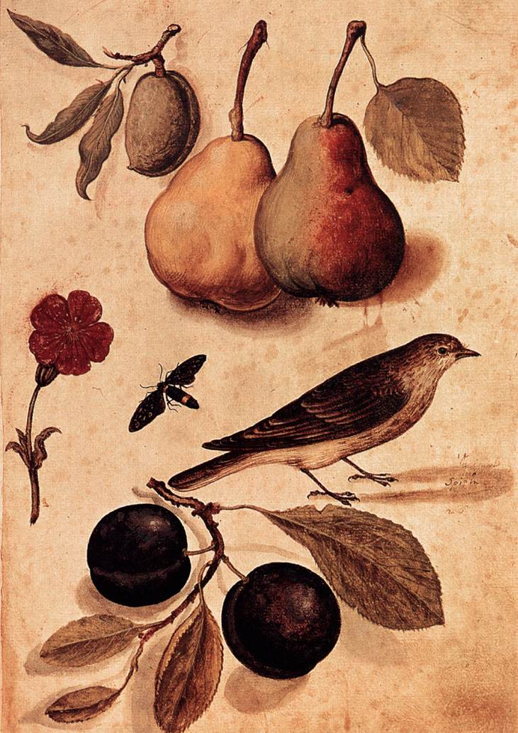 Specimens of Nature by Ulisse Aldrovandi-Still Life Painting