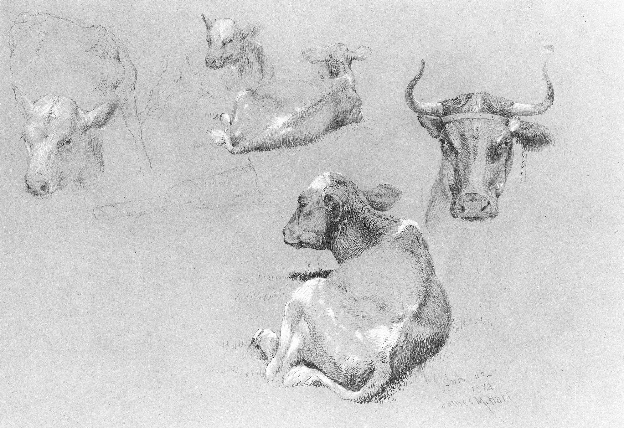 Studies of Cows and Calves by James McDougal Hart
