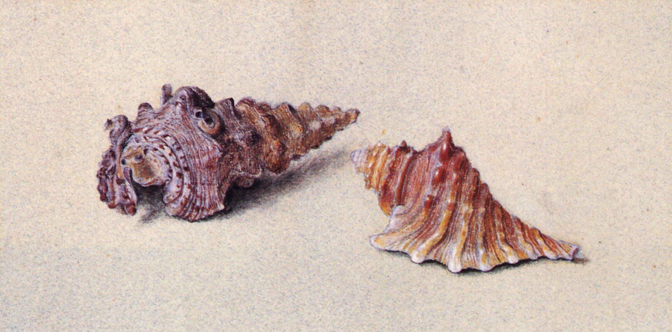 Study of Two Shells by John Ruskin-English Painting