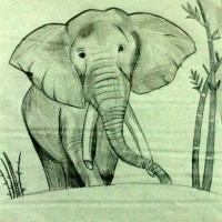 Elephant by Netra M.