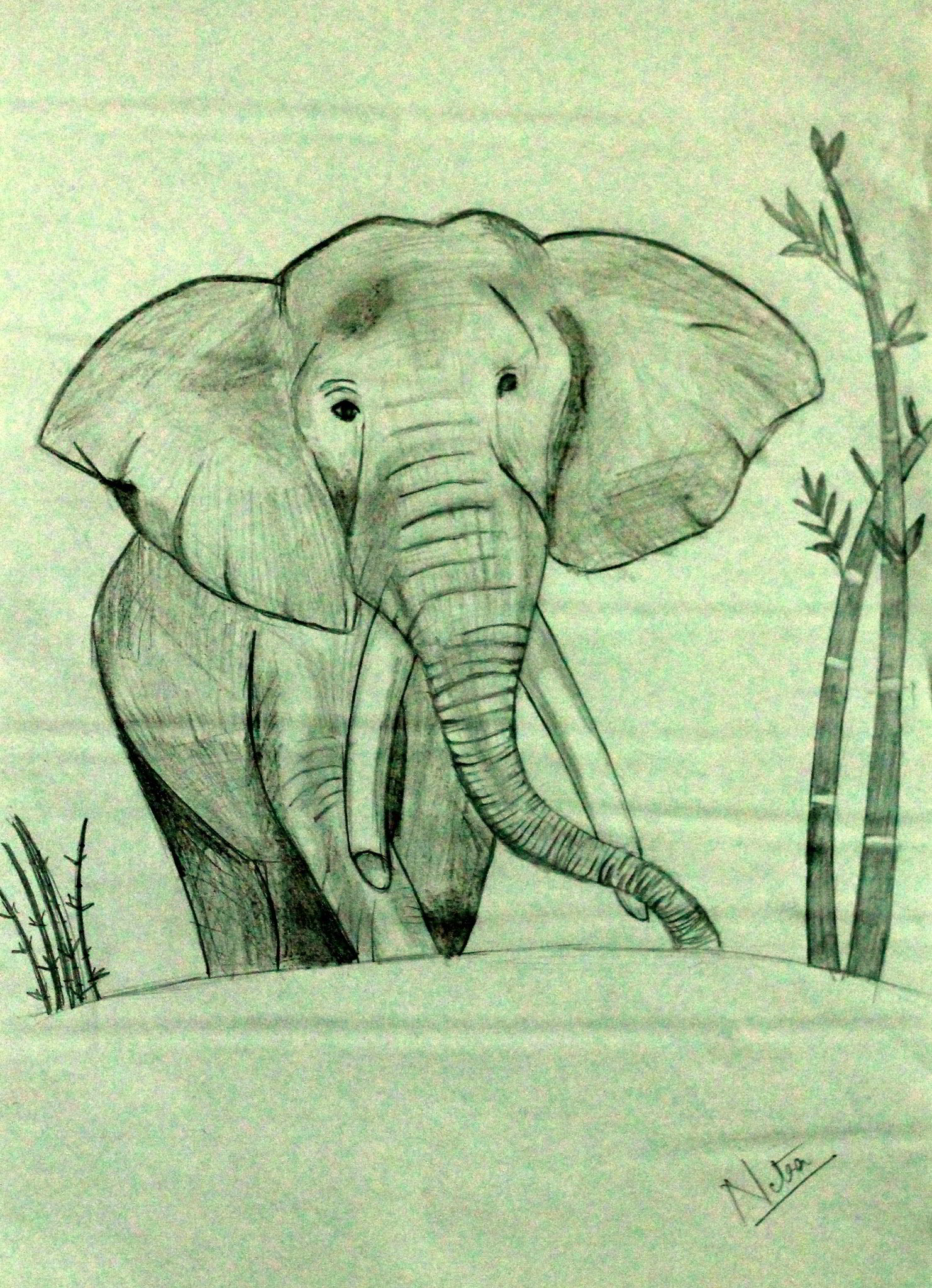 Elephant by Netra M