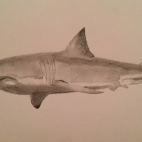 Great white shark by Paul Hill