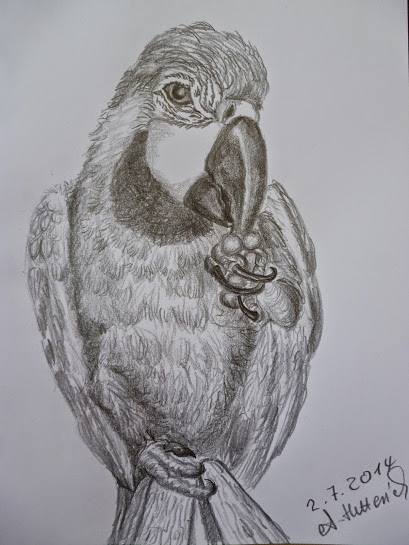 Parrot by Angelika Hetterich
