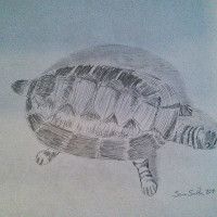 Turtle by Samuel Smith