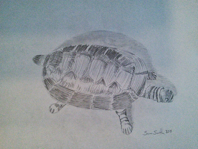 Turtle by Samuel Smith