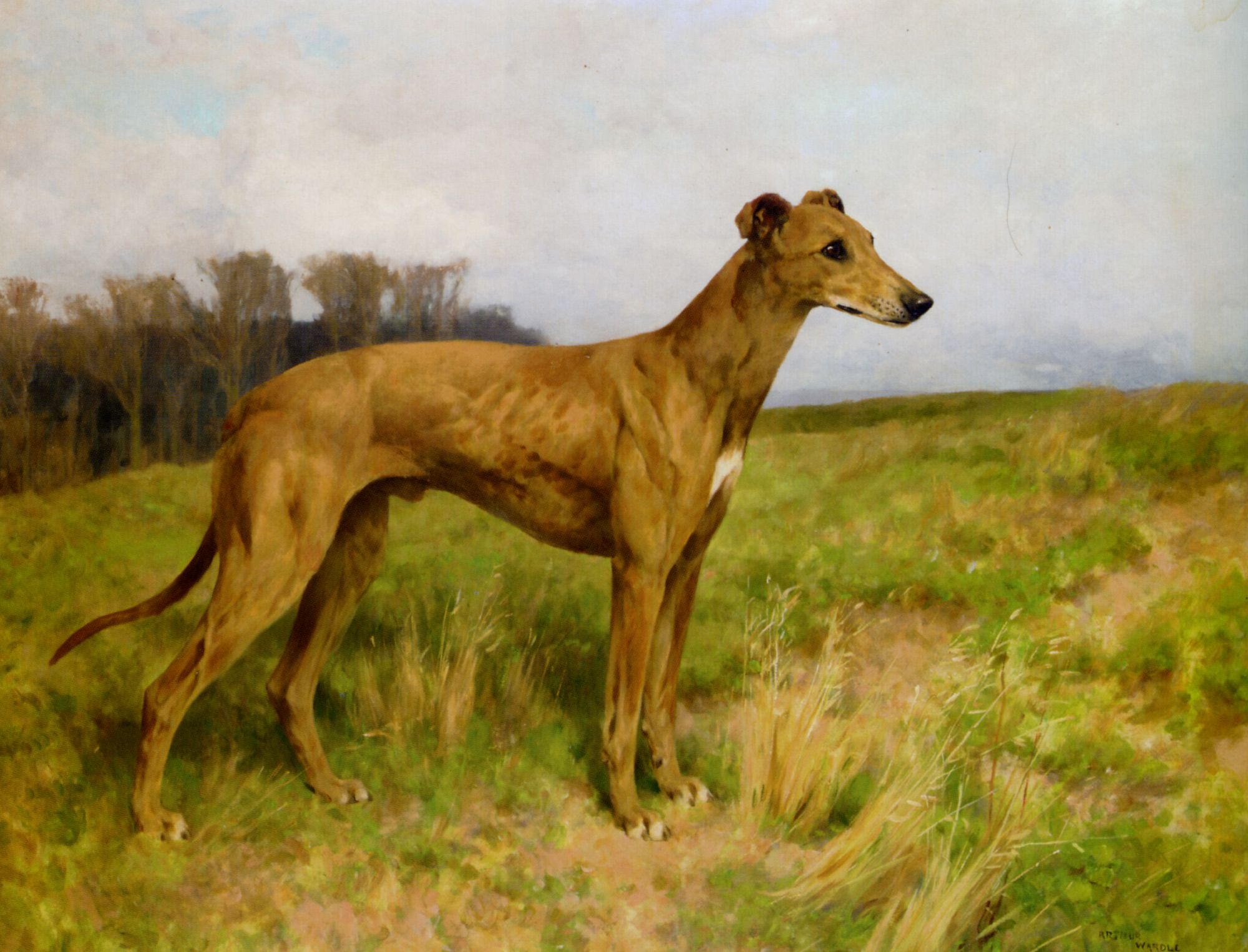 Champion Greyhound Dee Flint by Arthur Wardle