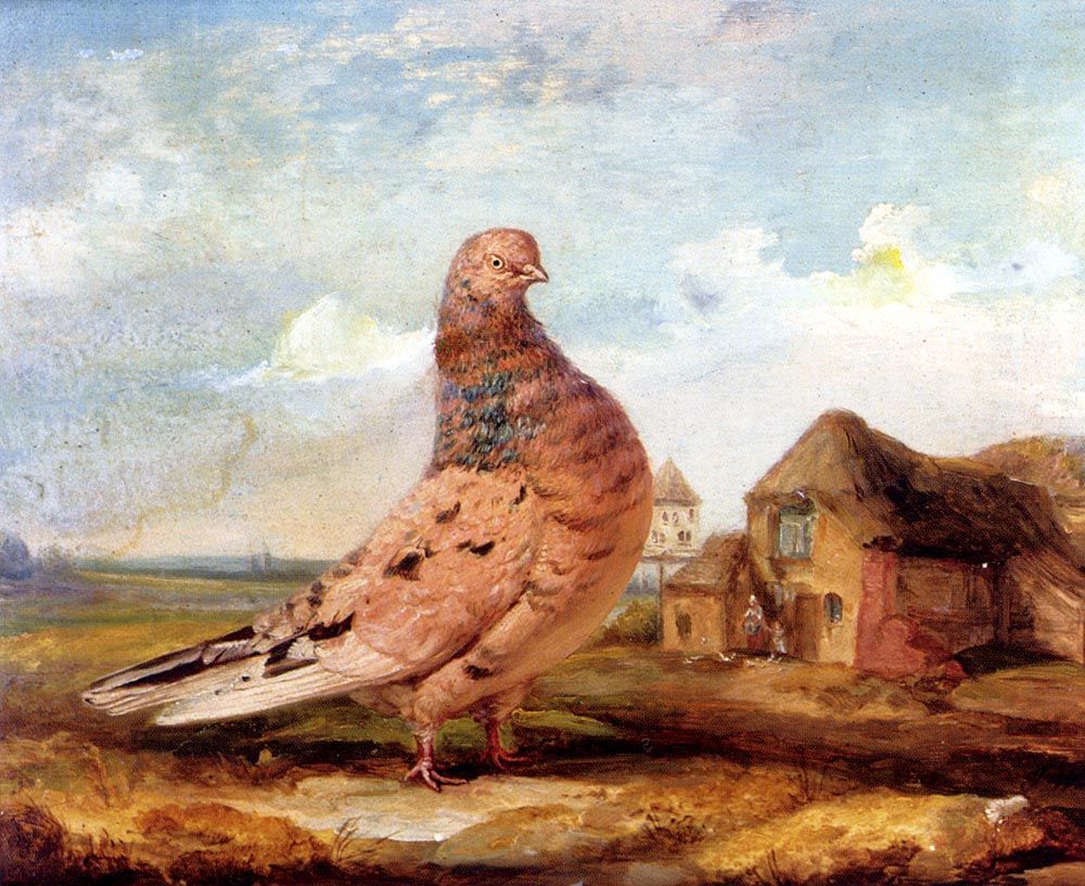 A Fancy Pigeon by James Ward