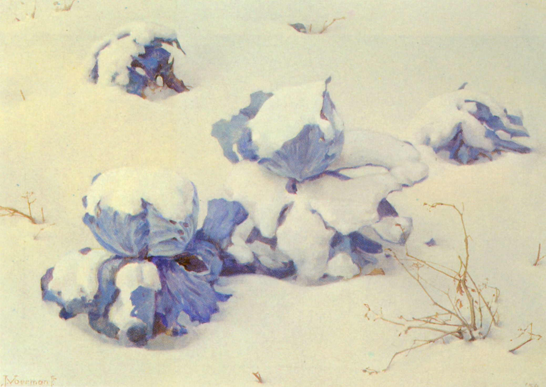 Blue Cabbages in the Snow by Jan Voerman Jr