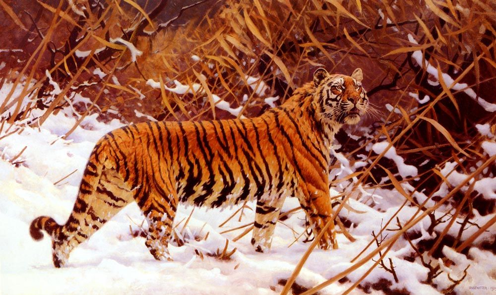 Siberischer Tiger In Einer Schneelandschaft by Hugo Ungewitter
